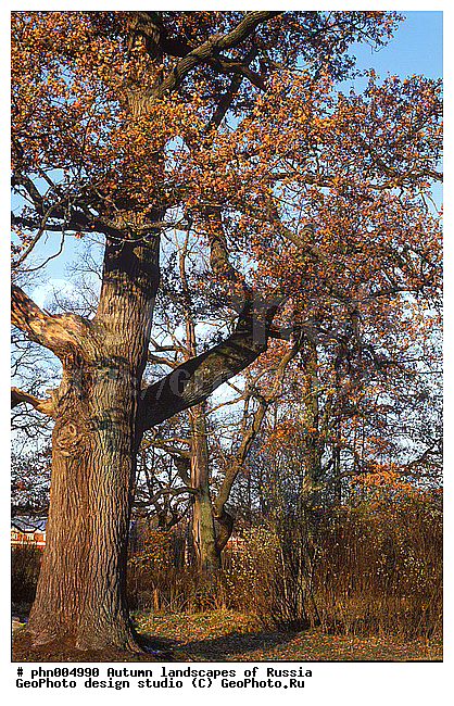 �����, ������, ������� ����, ������, ������