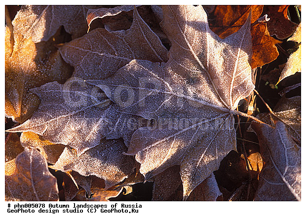 �����, ������, ������� ����, ������, ������