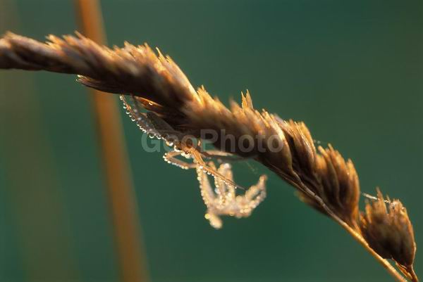 �����, �������, ��������, ����, ��������, ���������, �������������, ��������, ��������, �����, �����, �������������, ��������������, �������������, ��������������