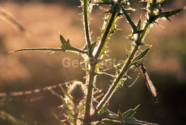 �����, �������, ��������, ����, ��������, ���������, �������������, ��������, ��������, �����, �����, �������������, ��������������, �������������, ��������������