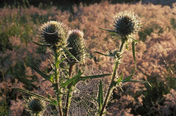  ������, ������������ �������, ����, �����, ����, ����, ����, �������������, ����, �������