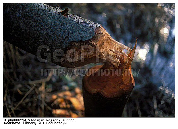 ������������ �������, ����, ������