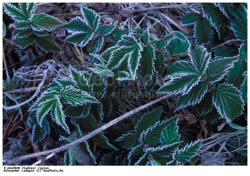 ������, ������, ������ ��������, ������������ ��������, ������������ ��������, ���������� ��������, �����, ������, �����, ������������ �������, ������� �����������, ����, �������� �����������, ������ ��������, �����, ��������, ���������� ��������, ������, �����, ������������ ��������, XYZ, ������������, �������, �����������, Rosaceae, ������� �����������, �������� �����������, ����������, Filipendula ulmaria