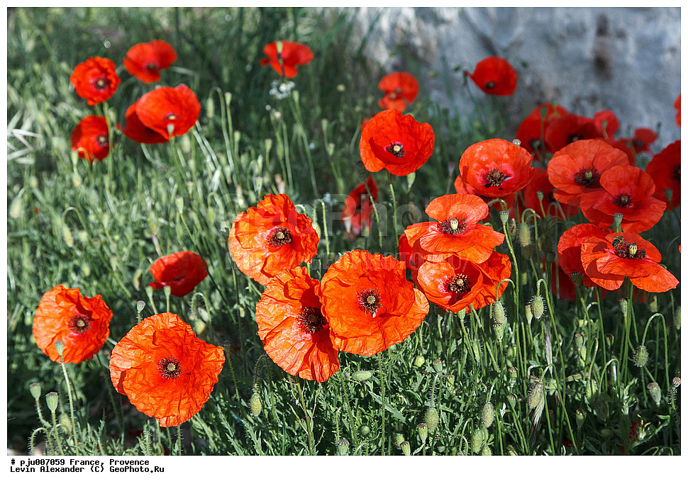 �������, �������, �����, ����