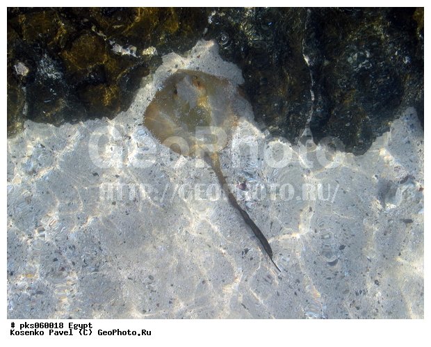 ������, �������, ����, ����, �������������