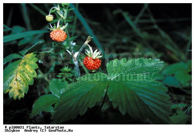 Fragaria vesca, Fruits, Russia, Tatarstan, plants, wood