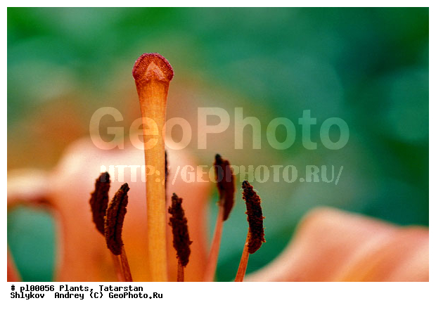 Pestle, Russia, Sexuality, Tatarstan, autumn, flower, lily, plants, stamens
