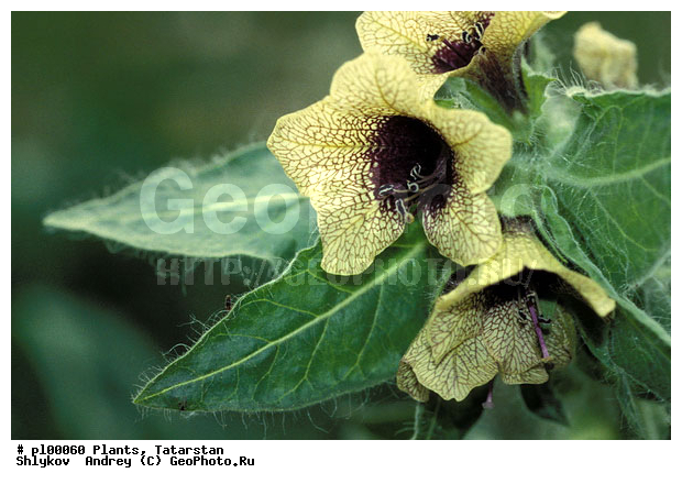 Hiosciamus niger, Poisonous plant, Russia, Tatarstan, benbane, flower, plants