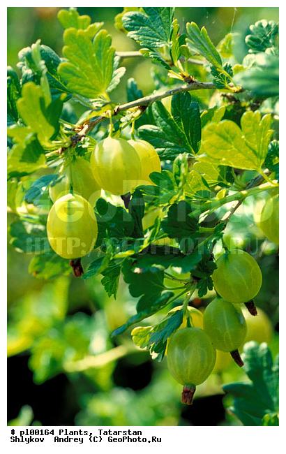 Berries, Naberezhnye Chelny, Russia, Summer, Tatarstan, gooseberry, plants