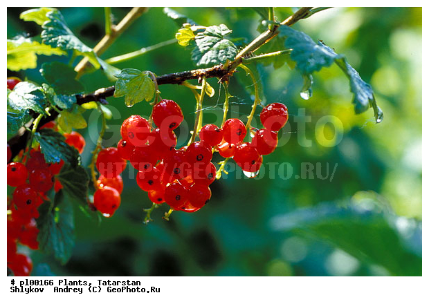 ���������� �����, ���������, ������, Summer, ������� ���������, ������������ ���������, ������� ���������, , ������ ��������, �����, ���������� ��������, ������� ��������, ������� ��������, �����, �����, �����, ������, ����, �����, �������������������� ��������, ���������� ��������, ���������� ��������, ������������, ������������, ���������, ����������, ����, �����, ����������� ��������, �����������, XYZ, �������������, Grossulariaceae, ��������� �������, ������� ���������, ������������ ���������, ������� ���������, ��������� ������������, ��������� �������, Ribes rubrum, ���������, ������