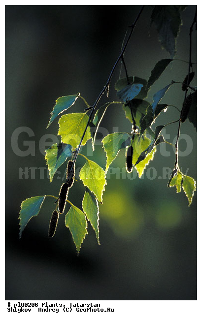 Russia, Summer, Trees, plants, wood
