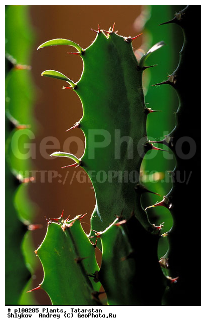 Domestic plants, Russia, flowers, houseplants, plants