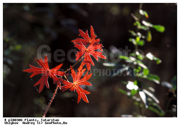 Autumn, Russia, Tatarstan, leafs, plants, wood