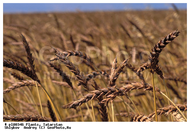 Ears, Russia, Summer, Tatarstan, plants, wheat