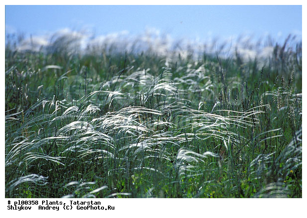 Askania-Nova, Summer, Ukraine, feather grass, plants, reserve