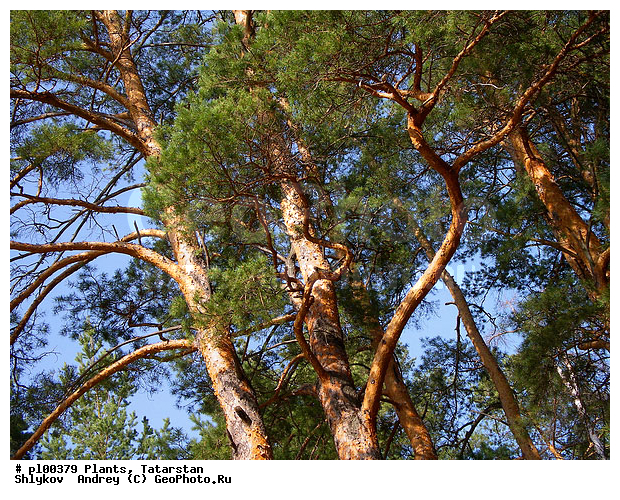Coniferous plants, Plants, Russia, summer, wood