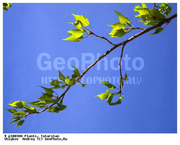 Nature, birch, branch, plants, trees