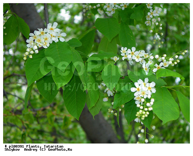 Blossoming branch, Nature, bird cherry, branch, flowering, plants, trees