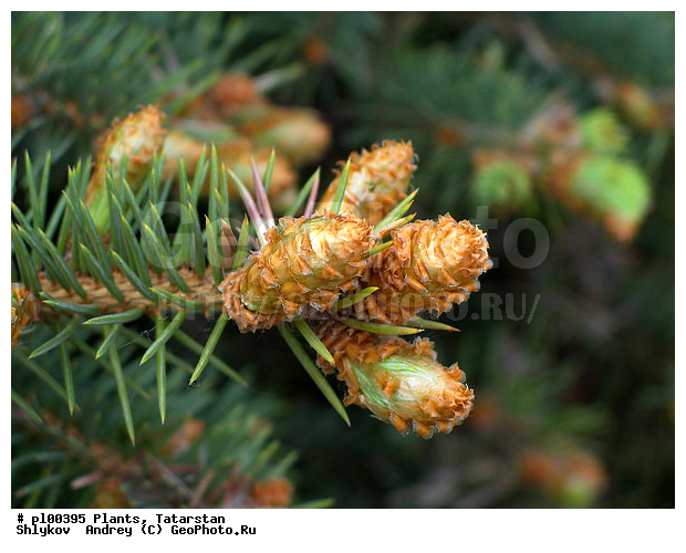 Plants, nature, pine, propagule, spring, trees