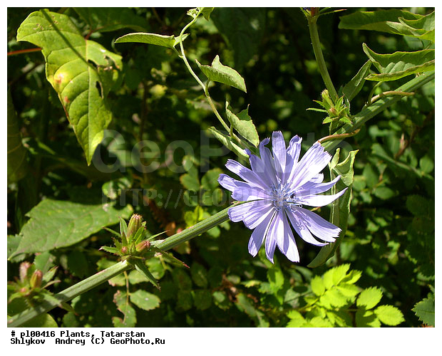 Nature, blooming, chicory, flowering, flowers, plants