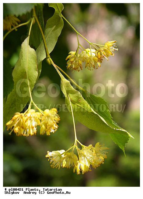 Flowers of a linden, Nature, Trees, blooming, flowering, flowers, plants, wood