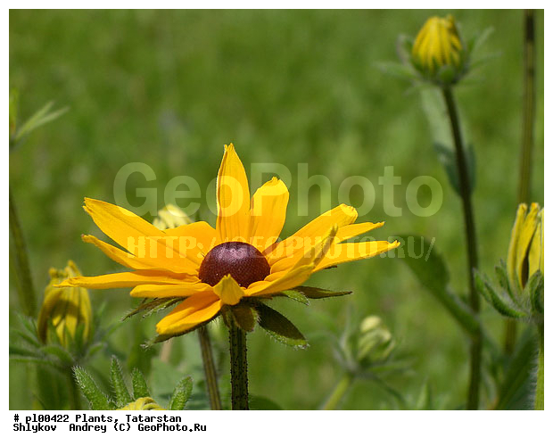 Nature, blooming, flower, flowering, flowers, gerberas, plants