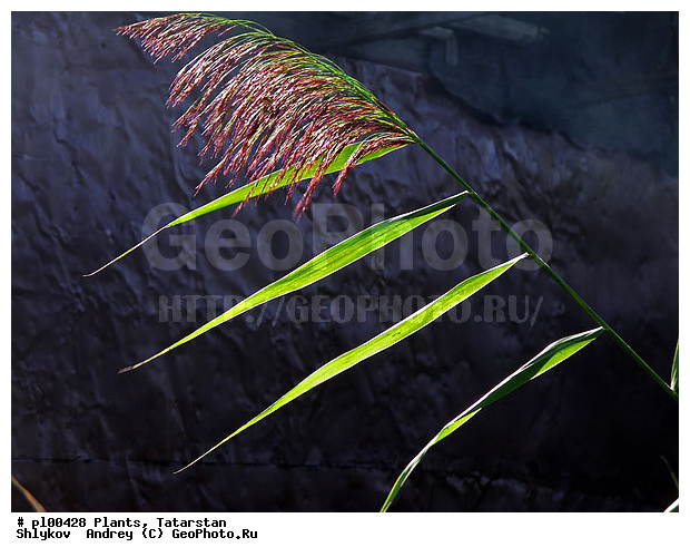 Cane, Naberezhnye Chelny, Nature, Russia, Tatarstan, herb, plants