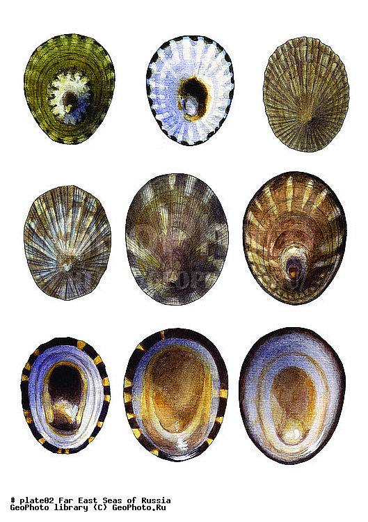 ������� ������, �����������, ��������������, �����������, ��������, ����, ������������, ������� ���������, ����, ��������, ��������, �������, �������, �������