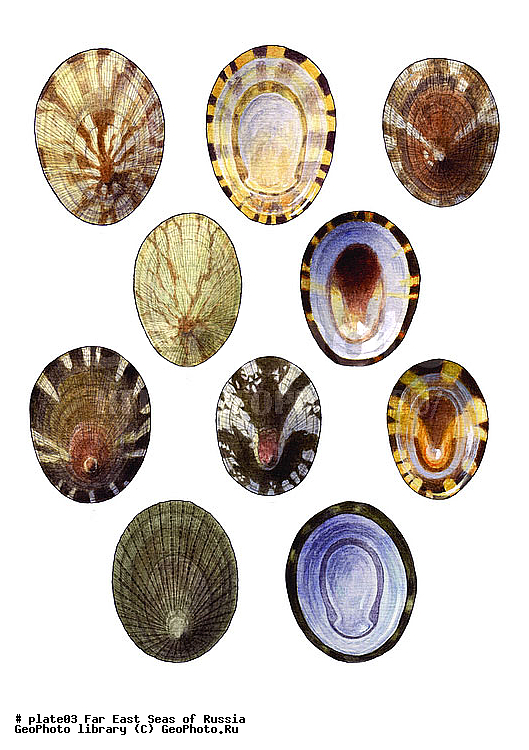 ������� ������, �����������, ��������������, �����������, ��������, ����, ������������, ������� ���������, ����, ��������, ��������, �������, �������, �������