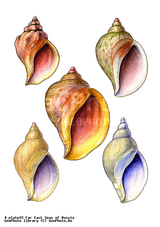 ������� ������, �����������, ��������������, �����������, ��������, ����, ������������, ������� ���������, ����, ��������, ��������, �������, �������, �������