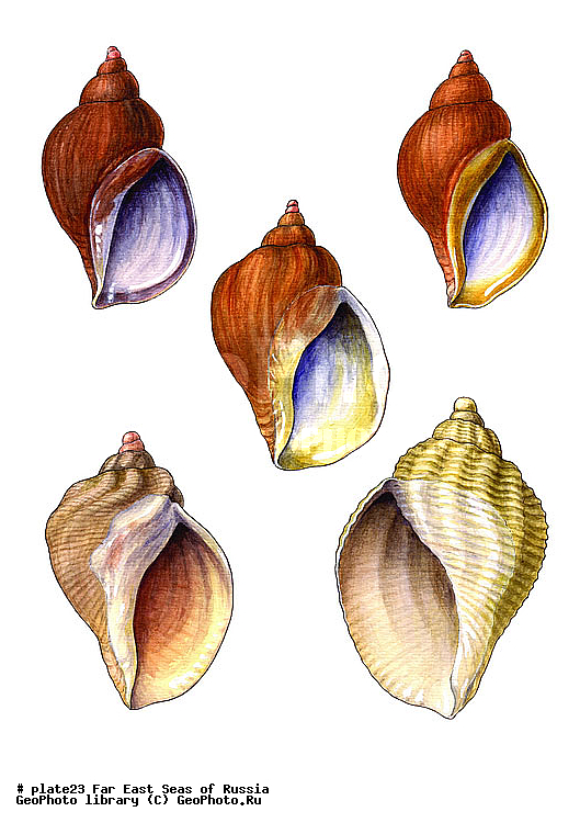 ������� ������, �����������, ��������������, �����������, ��������, ����, ������������, ������� ���������, ����, ��������, ��������, �������, �������, �������