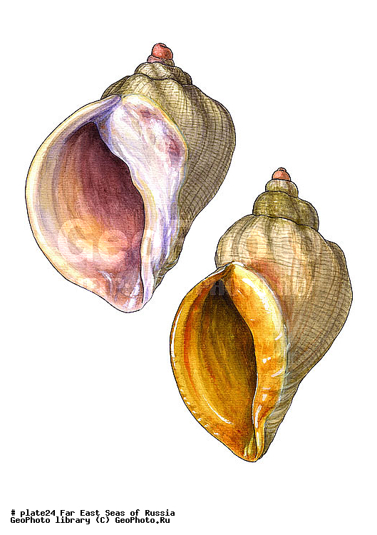 ������� ������, �����������, ��������������, �����������, ��������, ����, ������������, ������� ���������, ����, ��������, ��������, �������, �������, �������