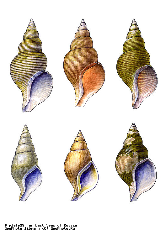 ������� ������, �����������, ��������������, �����������, ��������, ����, ������������, ������� ���������, ����, ��������, ��������, �������, �������, �������