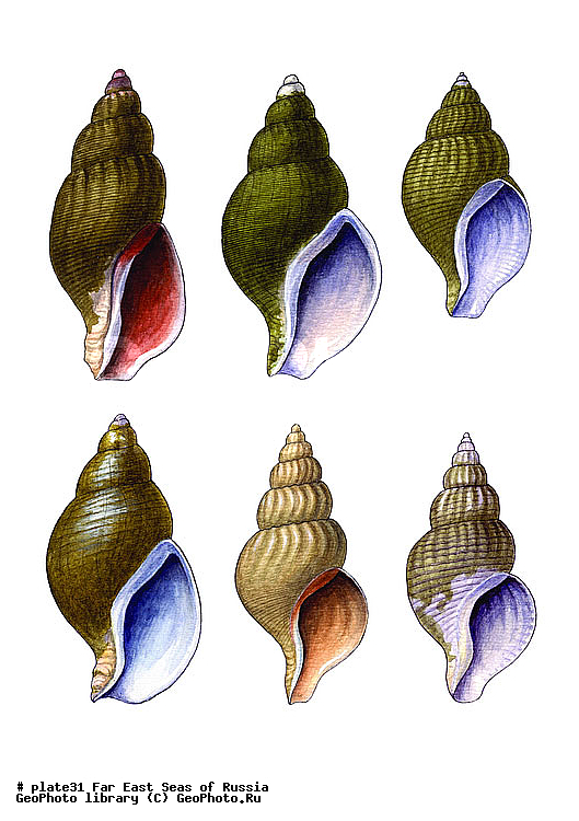 ������� ������, �����������, ��������������, �����������, ��������, ����, ������������, ������� ���������, ����, ��������, ��������, �������, �������, �������