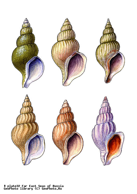 ������� ������, �����������, ��������������, �����������, ��������, ����, ������������, ������� ���������, ����, ��������, ��������, �������, �������, �������