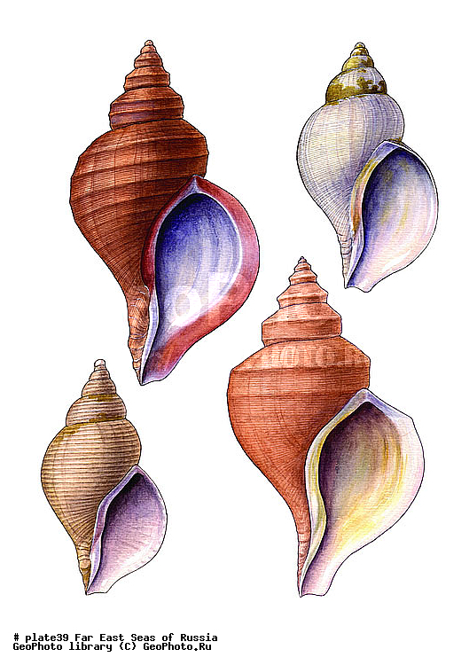 ������� ������, �����������, ��������������, �����������, ��������, ����, ������������, ������� ���������, ����, ��������, ��������, �������, �������, �������