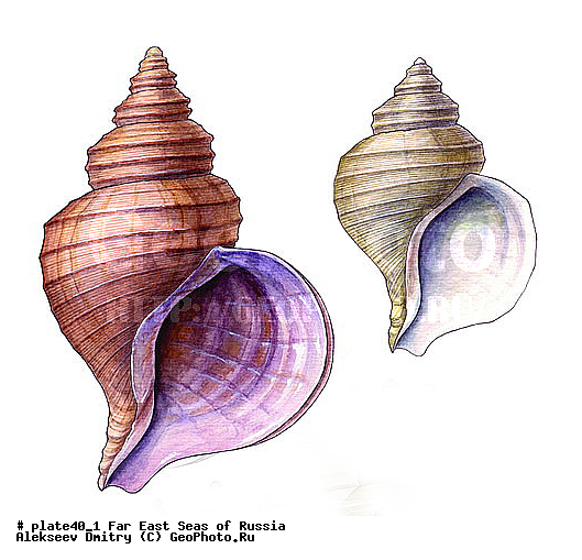 ������� ������, �����������, ��������������, �����������, ��������, ����, ������������, ������� ���������, ����, ��������, ��������, �������, �������, �������