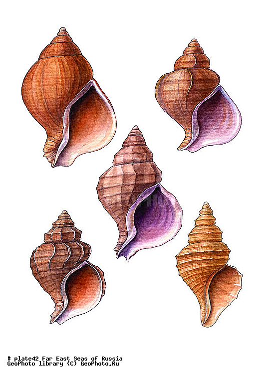 ������� ������, �����������, ��������������, �����������, ��������, ����, ������������, ������� ���������, ����, ��������, ��������, �������, �������, �������