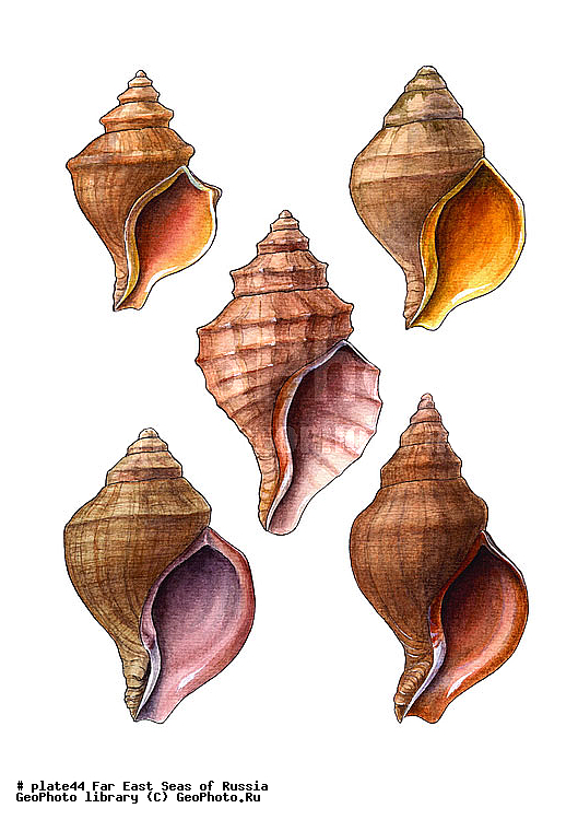 ������� ������, �����������, ��������������, �����������, ��������, ����, ������������, ������� ���������, ����, ��������, ��������, �������, �������, �������