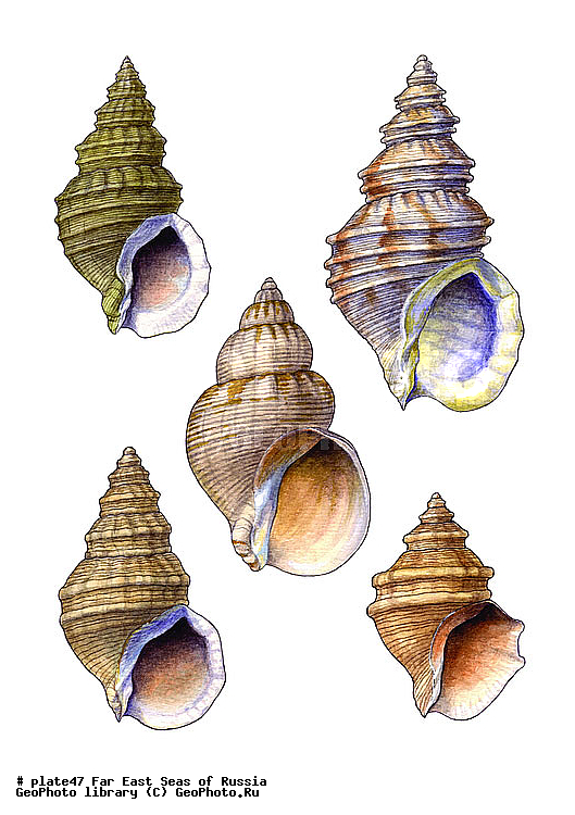 ������� ������, �����������, ��������������, �����������, ��������, ����, ������������, ������� ���������, ����, ��������, ��������, �������, �������, �������