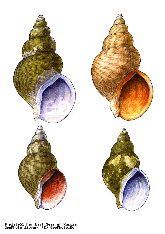 ������� ������, �����������, ��������������, �����������, ��������, ����, ������������, ������� ���������, ����, ��������, ��������, �������, �������, �������