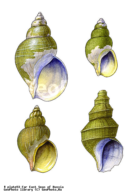 ������� ������, �����������, ��������������, �����������, ��������, ����, ������������, ������� ���������, ����, ��������, ��������, �������, �������, �������