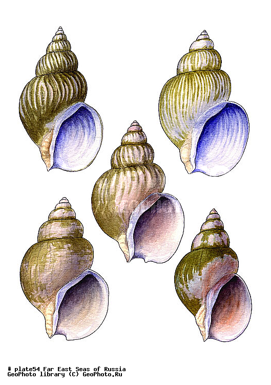 ������� ������, �����������, ��������������, �����������, ��������, ����, ������������, ������� ���������, ����, ��������, ��������, �������, �������, �������