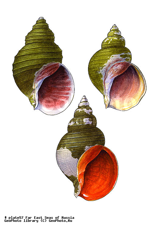 ������� ������, �����������, ��������������, �����������, ��������, ����, ������������, ������� ���������, ����, ��������, ��������, �������, �������, �������