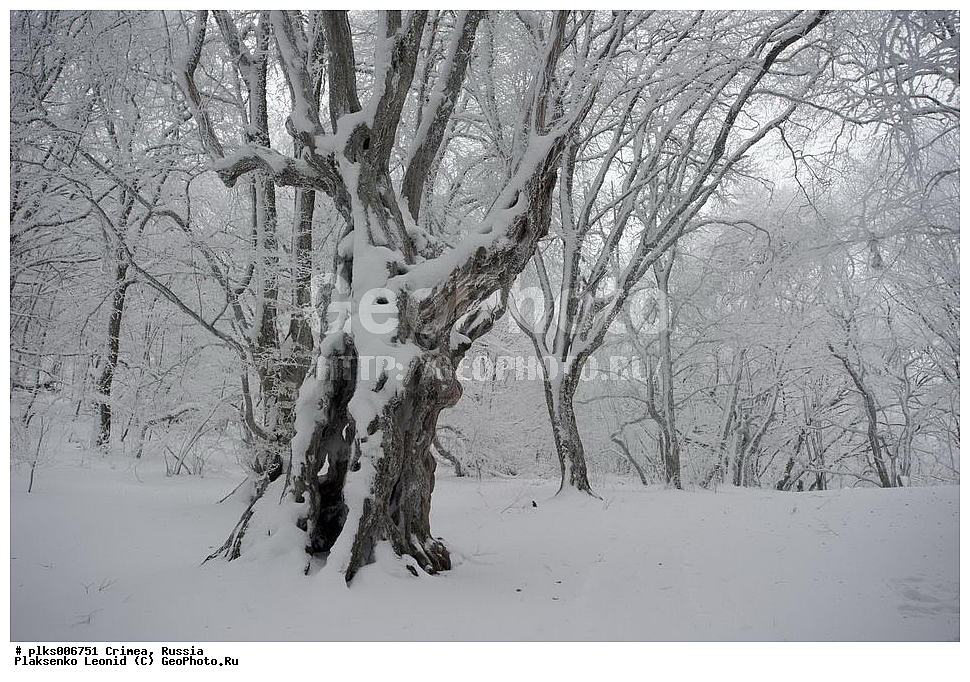 ����, �������� ����������, ������, ���� ��������, ��������-����, ��������-����, ����.