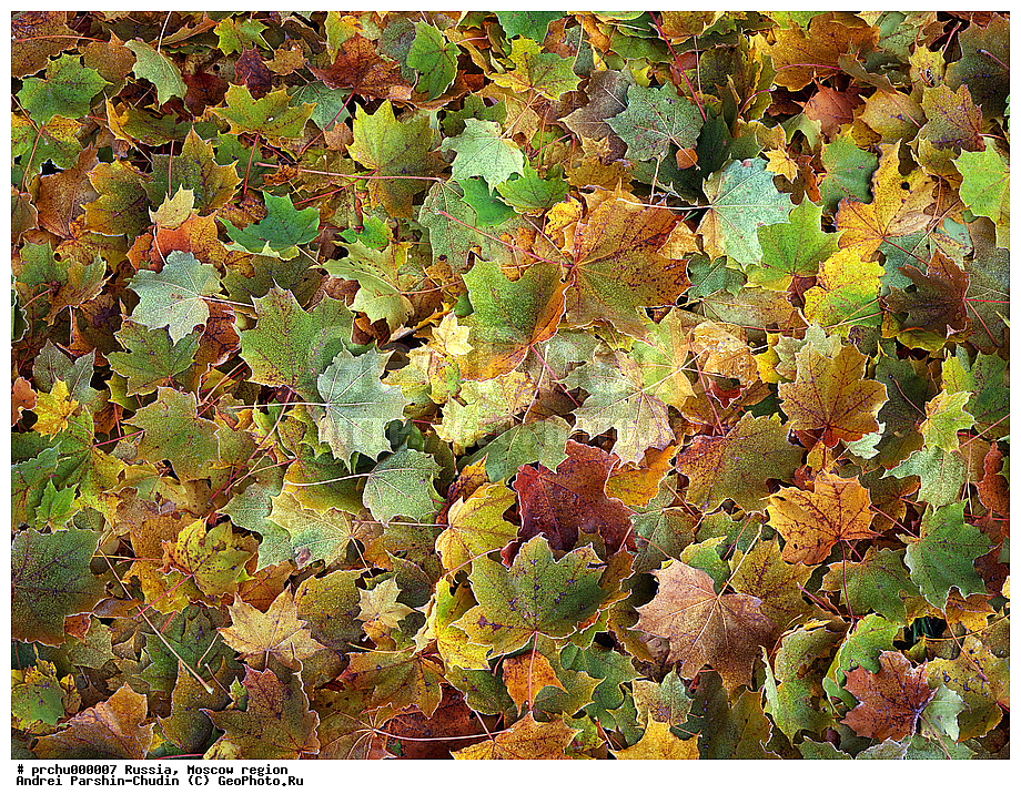 ���-������, ������, ������� ����, ��������, ��������, ������, �������, �����, �������, �������, ��������, ���������, �������������