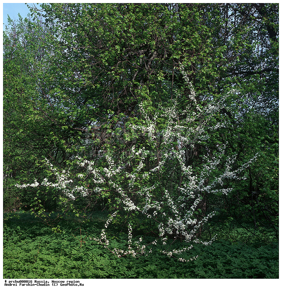 ���-������, ������, ������� ����, ��������, ��������, ������, �������, �������, ���������, �������������