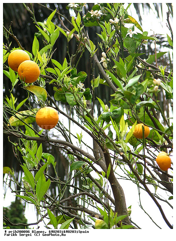 ������, �������, ��� � ������, ������������ �������, ��������, ���������, ������������ ���, �����, ������, ������, ����, �����, �������