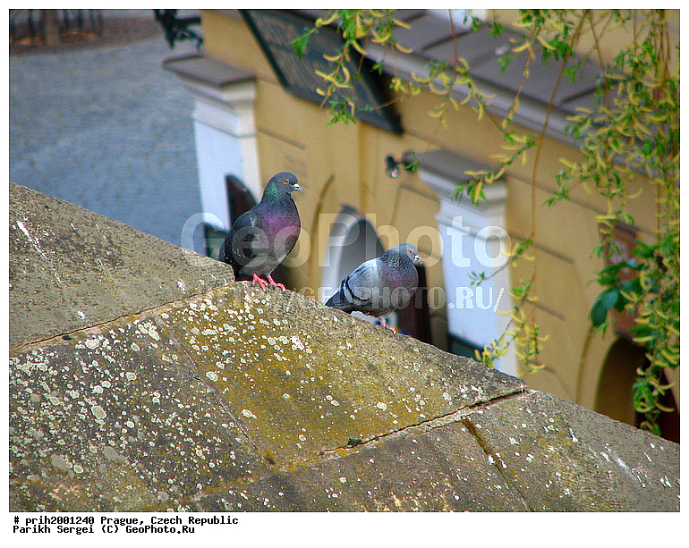 ������, �����, �����, ������������, �����, ������, �����, �����, �����, �����, �����, �������