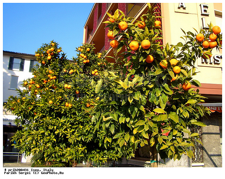 ����, ������, , ������ ��������, �����, ���������� ��������, ������� ��������, ������� ��������, �������������������� ��������, ���������� ��������, ������������, ������������, �����, ������, ����, �����, ������, ����������� ��������, �����������, �����������, XYZ, �������, Rutaceae, ��������, ������ ��������, Citrus reticulata